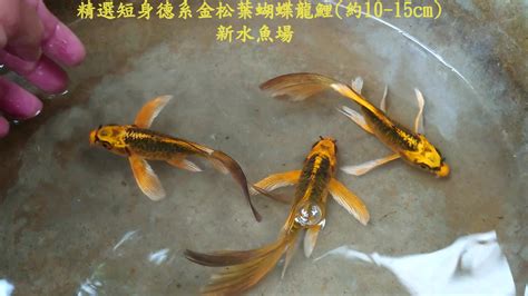 新水魚場|新水魚場